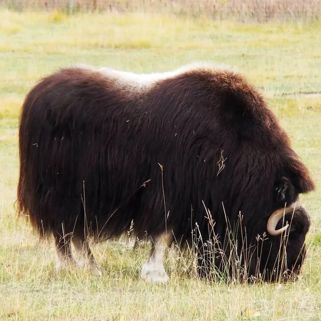 Explore Best Value Aurora Viewing | Yukon Wildlife Viewing for 4 days with Arctic Range Adventure and discover unforgettable experiences - Photo 5