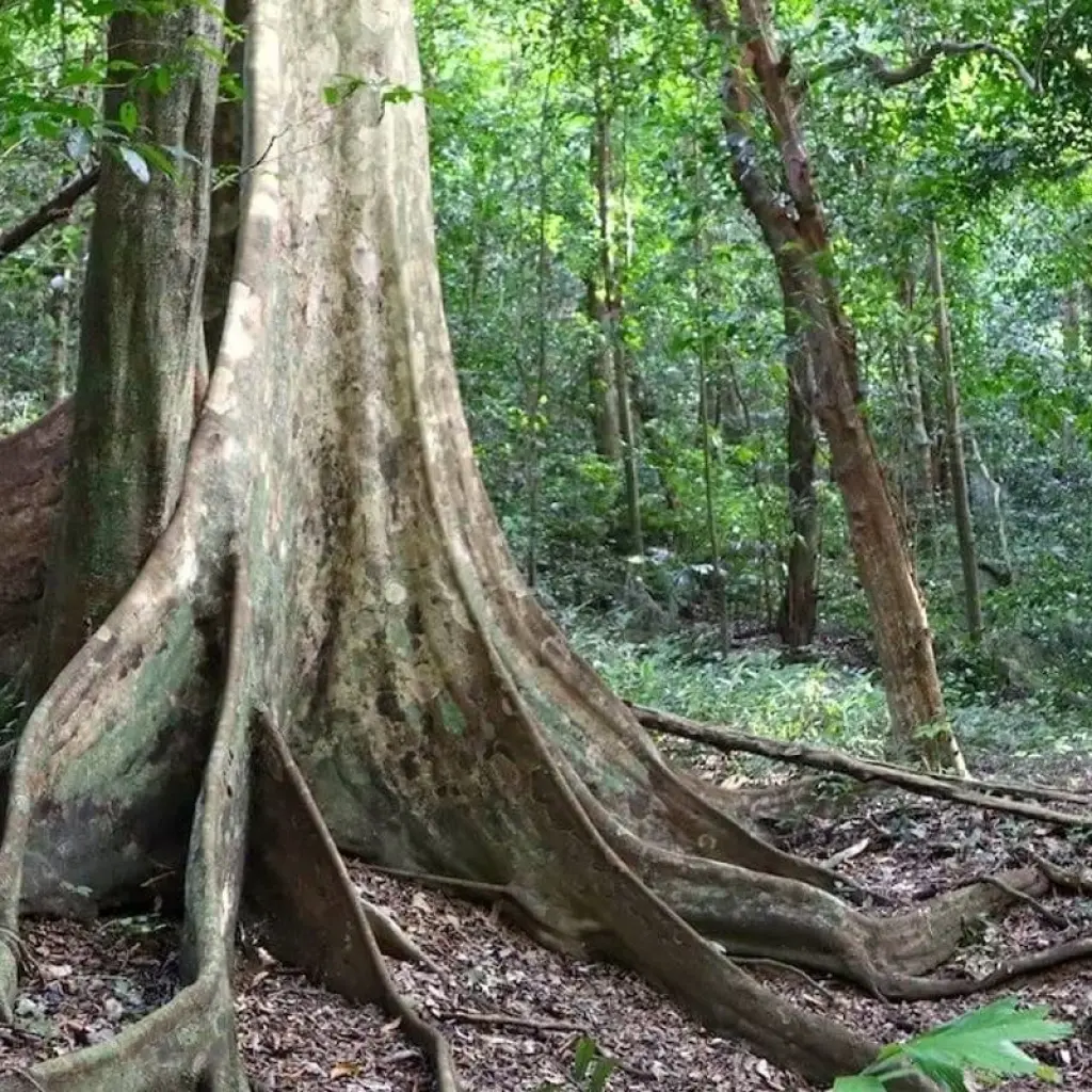 Explore Hanoi - Ninh Binh 2 days (Hoa Lu, Tam Coc, Cuc Phuong National Park) for 2 days with Asia Focus Travel and discover unforgettable experiences - Photo 2