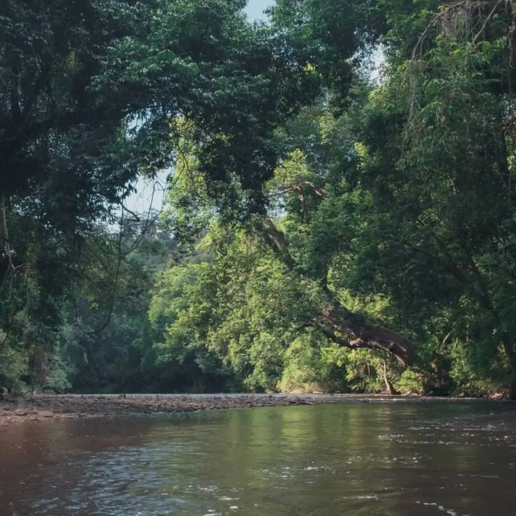 Explore Essential Taman Negara with the Orang Asli 3Days/ 2Nights for 3 days with Asian Overland Services Tours & Travel  and discover unforgettable experiences - Photo 2