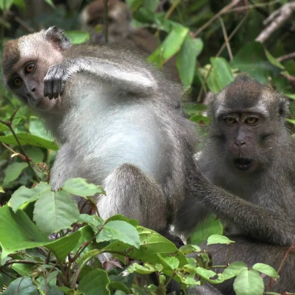 Explore Enchanting Borneo for 9 days with Asian Overland Services Tours & Travel  and discover unforgettable experiences - Photo 2