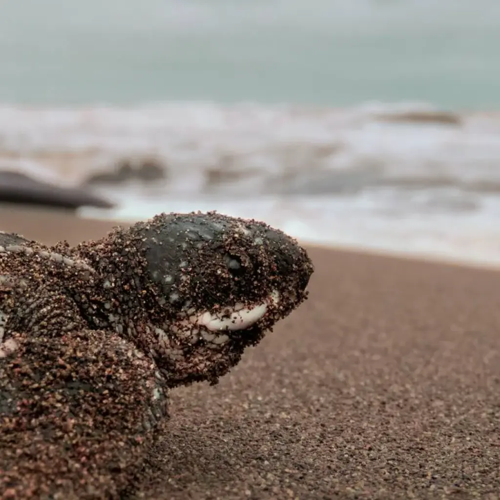 Explore Wildlife Trail Sabah for 6 days with Asian Overland Services Tours & Travel  and discover unforgettable experiences - Photo 2