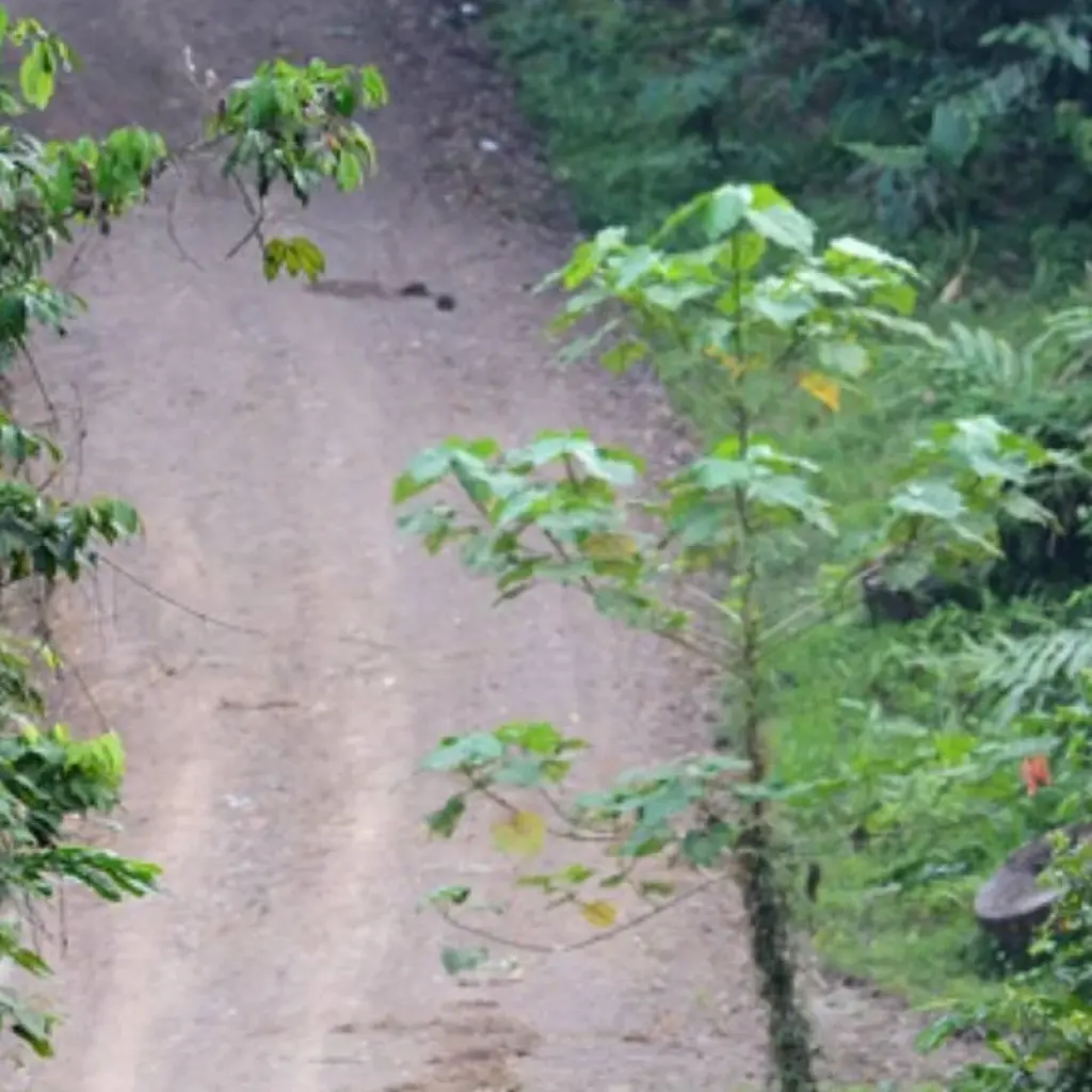 Explore Danum Valley Rainforest Trek for 3 days with Asian Overland Services Tours & Travel  and discover unforgettable experiences - Photo 2