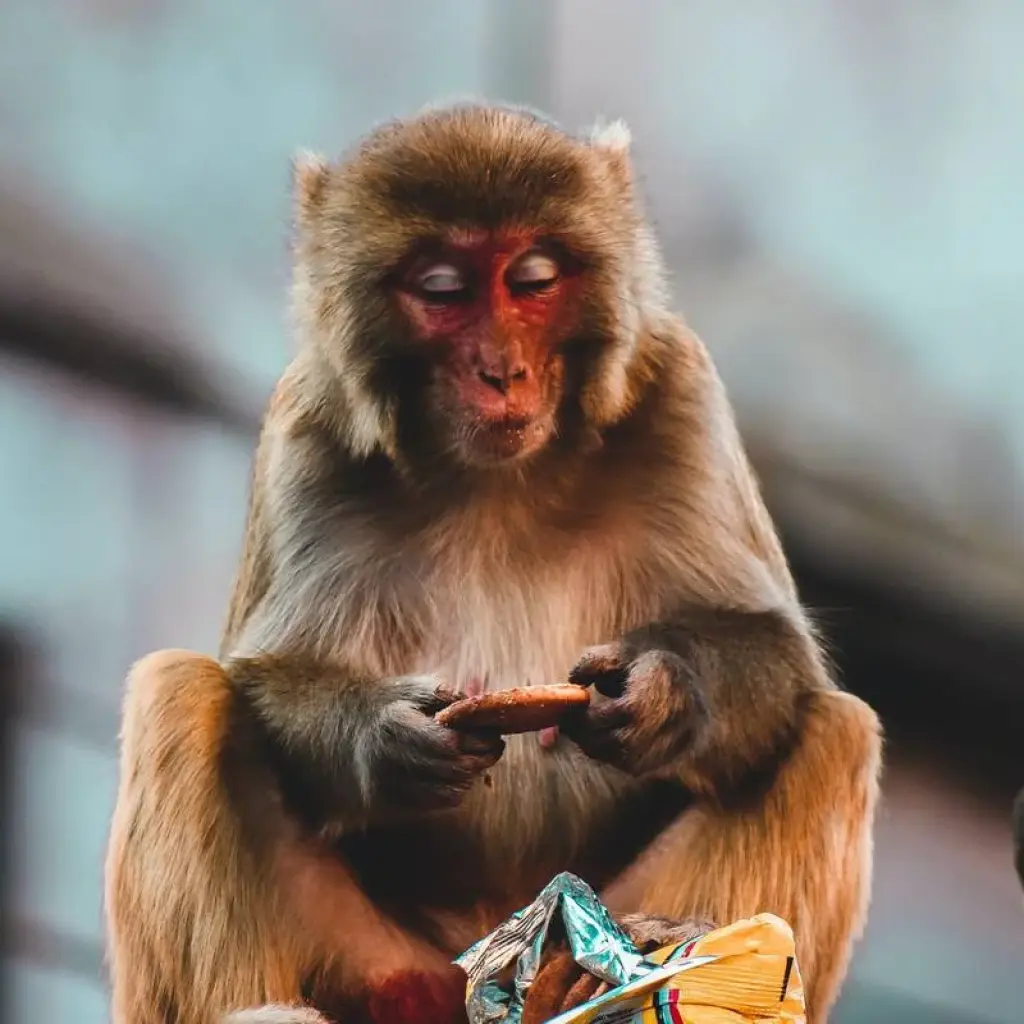 Explore Nepal Highlights Tour for 11 days with Asian Heritage Treks & Expeditions and discover unforgettable experiences - Photo 2