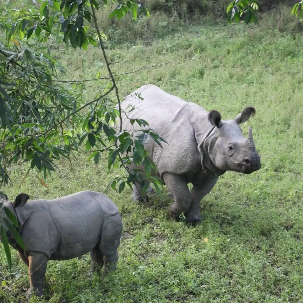 Explore Glimpus of Nepal:  Poon Hill Trek & Wildlife Adventure for 15 days with Asian Heritage Treks & Expeditions and discover unforgettable experiences - Photo 2