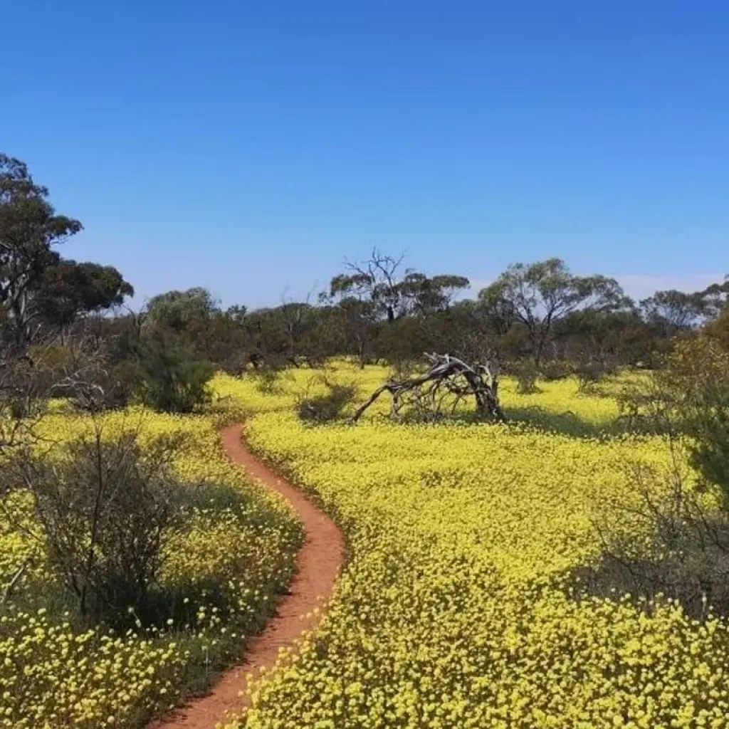 Explore Western Australia Wildflowers Road Trip for 8 days with Australia and New Zealand Travel Company and discover unforgettable experiences - Photo 2