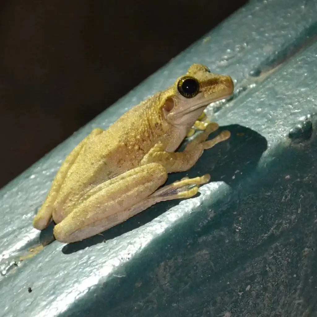 Explore Pure Nature in Northern Ecuador - 7 Days for 7 days with Authentic Ecuador and discover unforgettable experiences - Photo 2