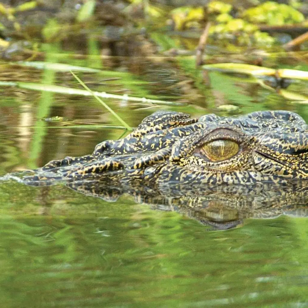 Explore Kakadu National Park Wildlife Day Trip for 1 days with Autopia Tours and discover unforgettable experiences - Photo 5