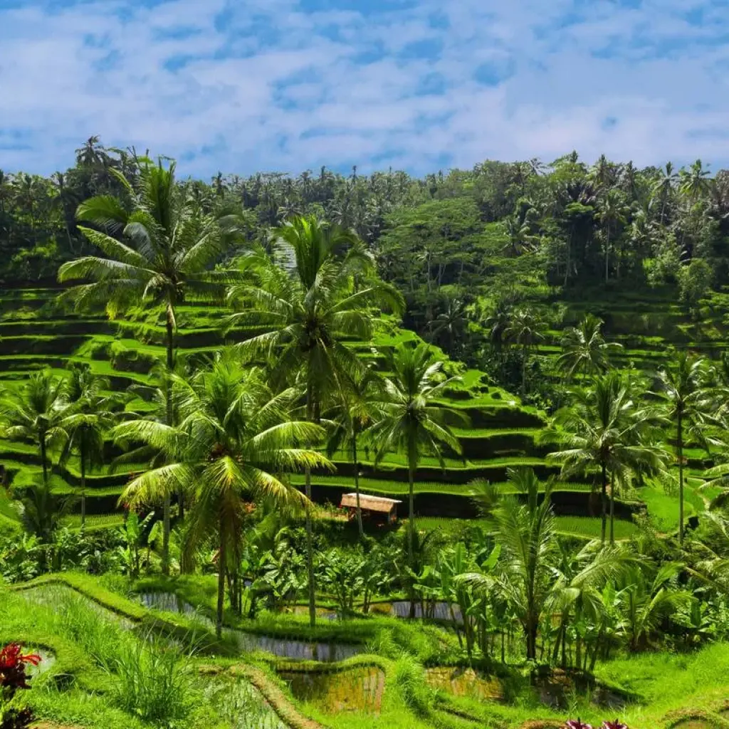 Explore Amazing Bali Experience : Private & All Inclusive for 7 days with Ayla Tour and Transport and discover unforgettable experiences - Photo 2