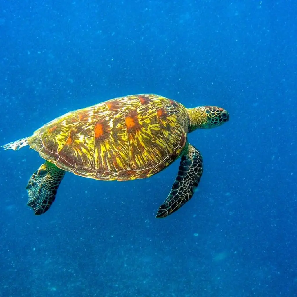 Explore Backpacking Bali (18 days) for 18 days with Backpacking Tours and discover unforgettable experiences - Photo 2