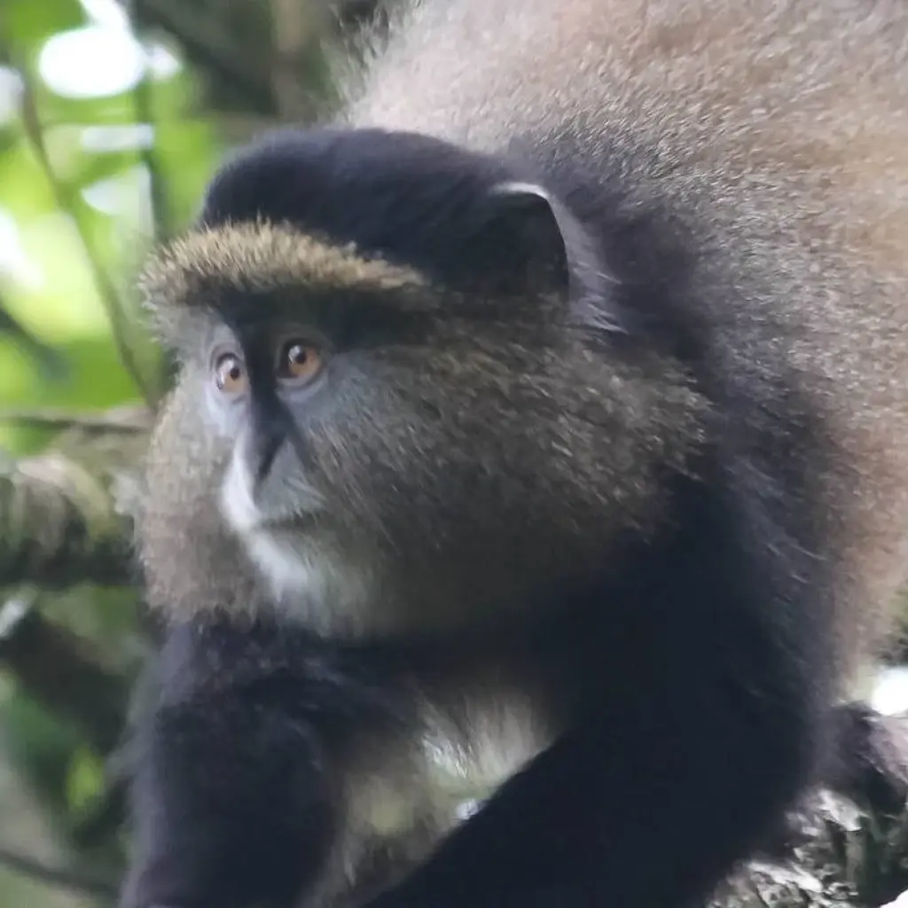 Explore 3-Day Uganda Gorillas and Golden Monkey Trekking Safari for 3 days with Bamboo Ecotours and discover unforgettable experiences - Photo 2