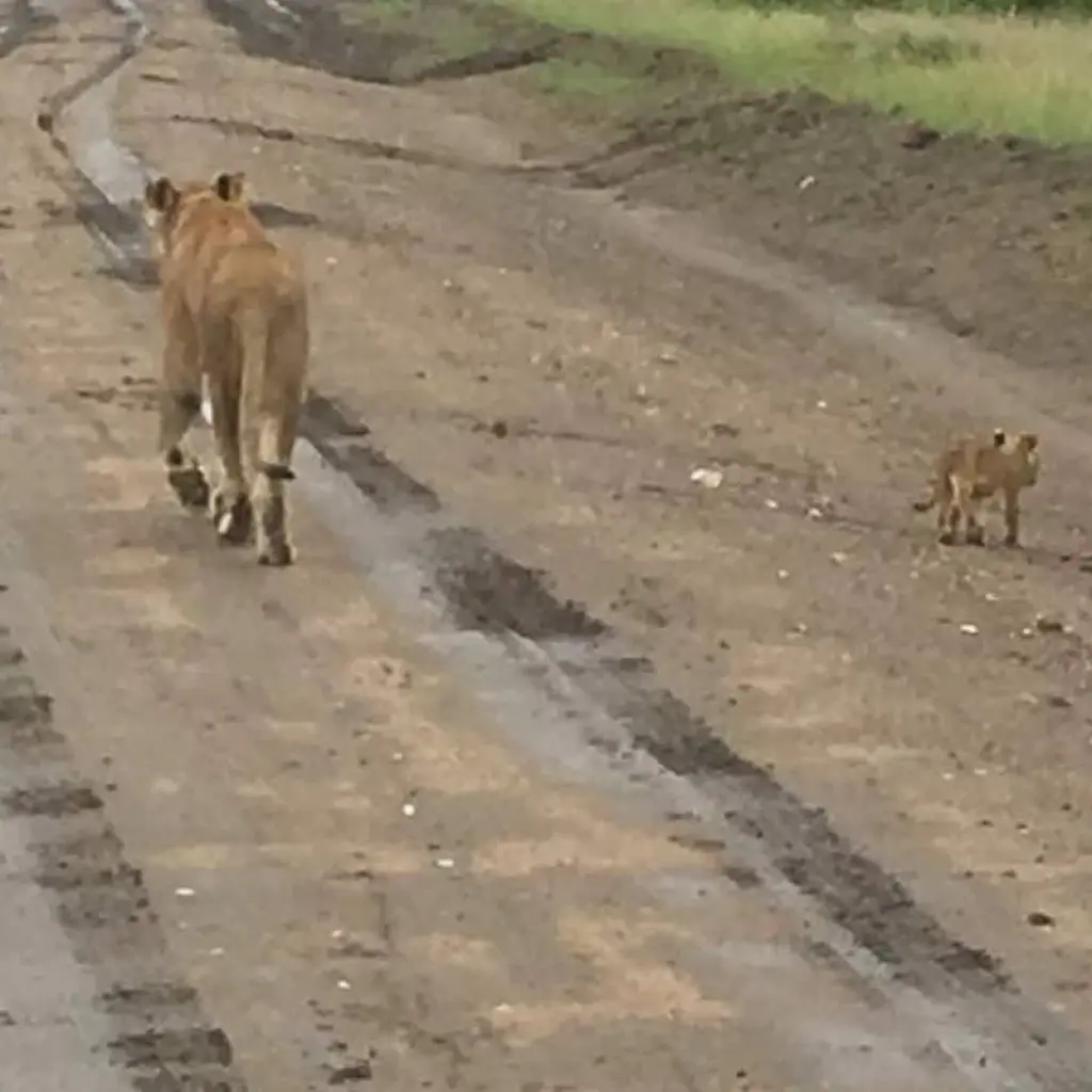 Explore 8-Day Gorilla Safari and Chimp Habituation Experience at Kibale for 8 days with Bamboo Ecotours and discover unforgettable experiences - Photo 2