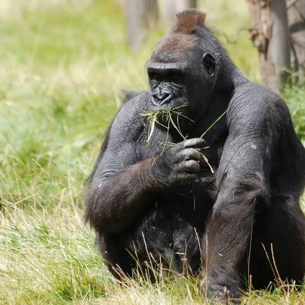Explore 3 Day Gorilla Trekking Fly In Safari at Bwindi National Park for 3 days with Bamboo Ecotours and discover unforgettable experiences - Photo 2
