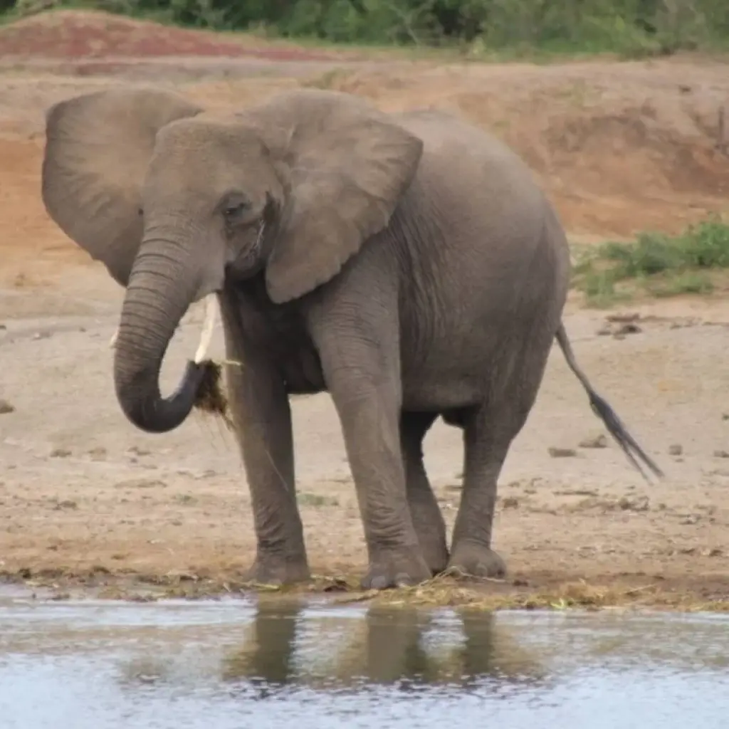 Explore 5 Day Gorillas, Wildlife and Chimp Trek at Kalinzu Forest for 5 days with Bamboo Ecotours and discover unforgettable experiences - Photo 2