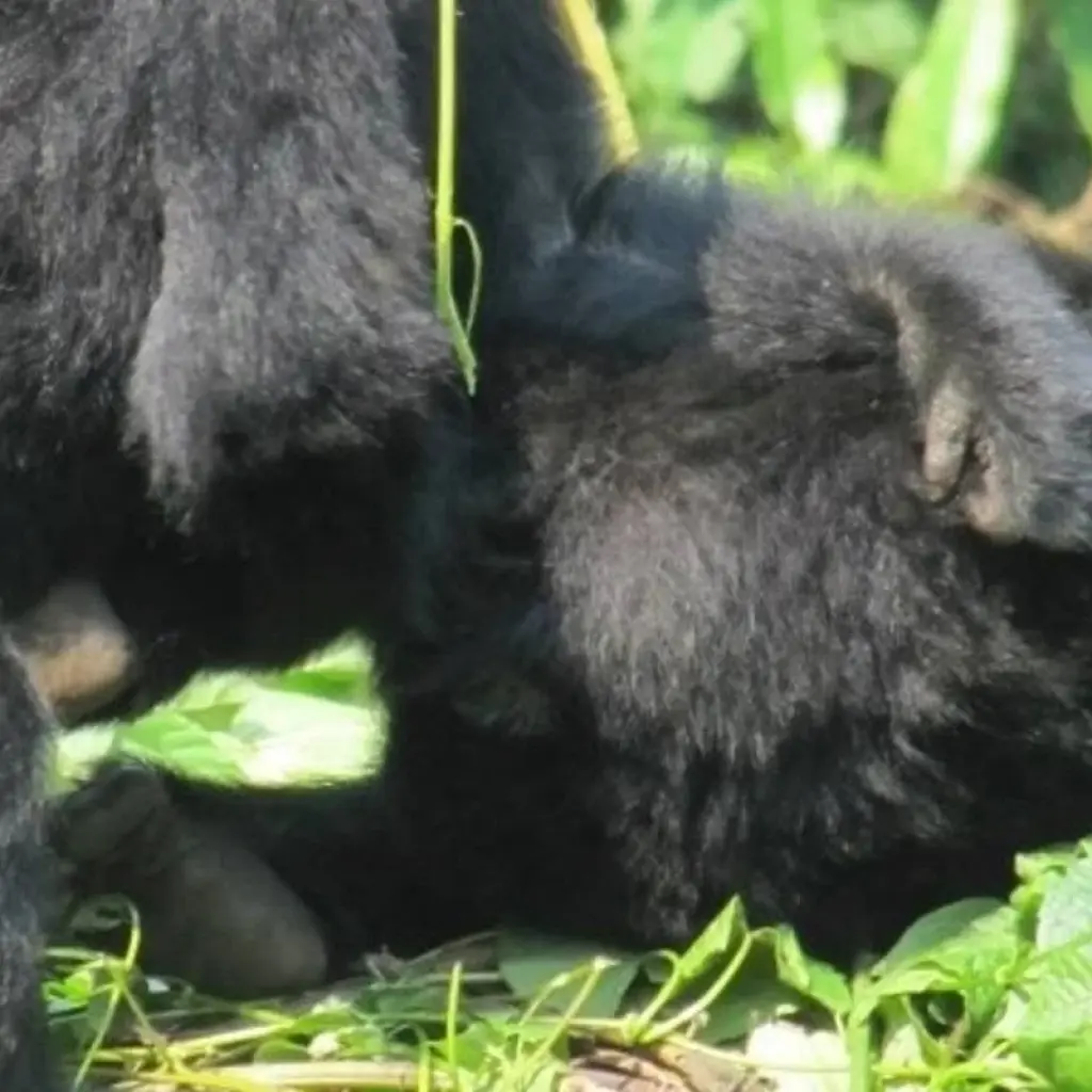 Explore 3 Day Kalinzu Forest Chimps and Gorilla Trek for 3 days with Bamboo Ecotours and discover unforgettable experiences - Photo 2
