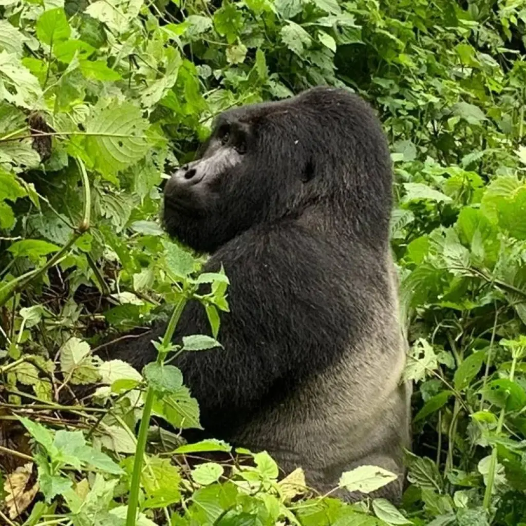 Explore 2 Day Gorilla Trekking Budget Safari in Uganda for 2 days with Bamboo Ecotours and discover unforgettable experiences - Photo 2