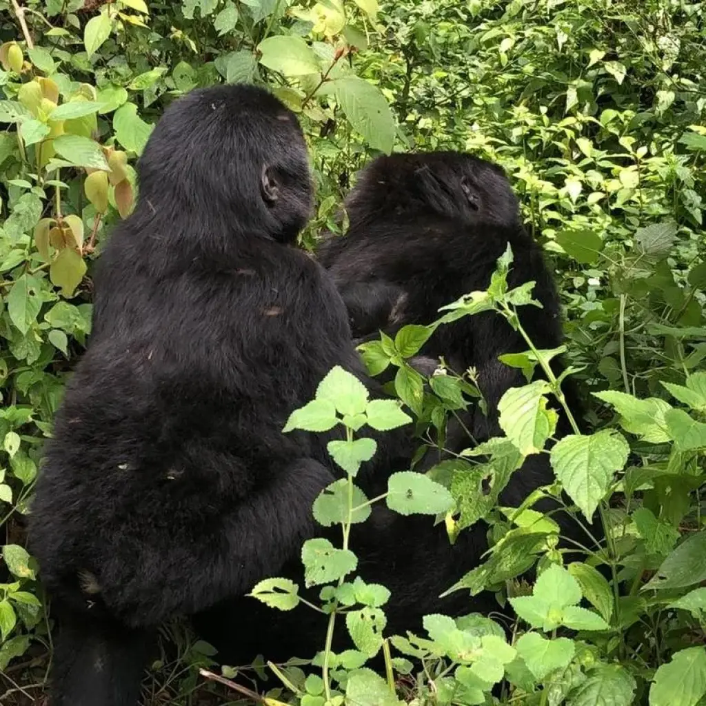 Explore 6 Day Gorillas, Golden Monkeys and Chimp Trek at Kibale Forest for 6 days with Bamboo Ecotours and discover unforgettable experiences - Photo 2