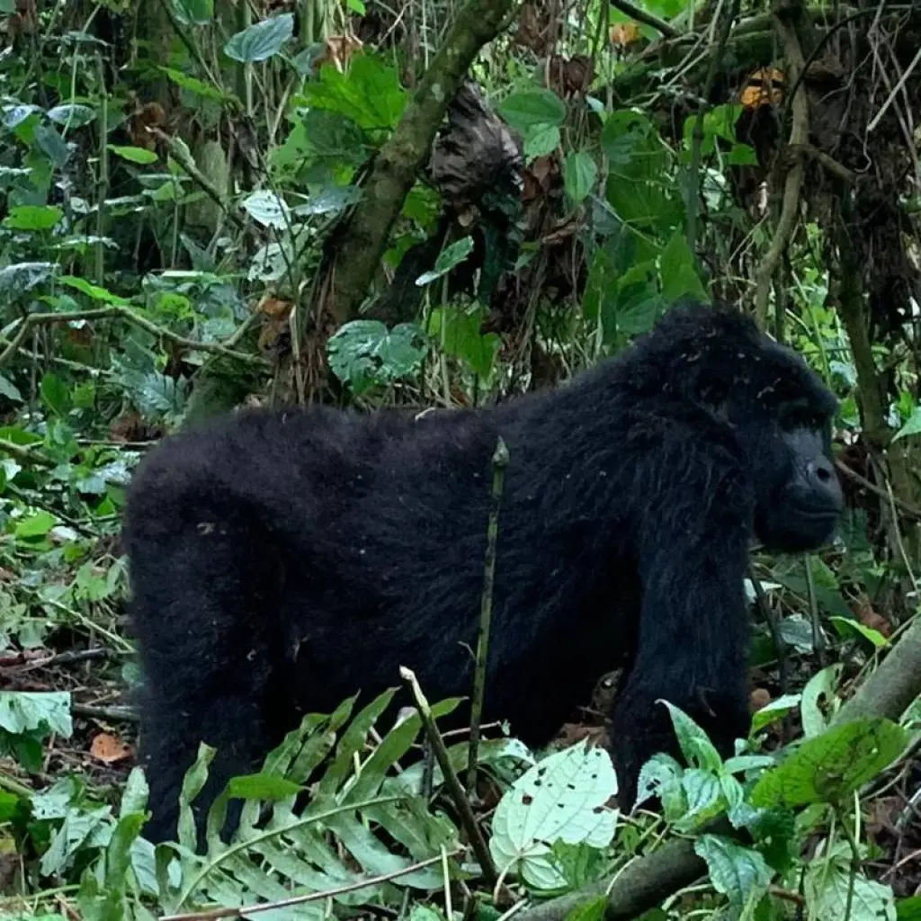 Explore Transfer from Kisoro Airport to Bwindi National Park for 2 days with Bamboo Ecotours and discover unforgettable experiences - Photo 2
