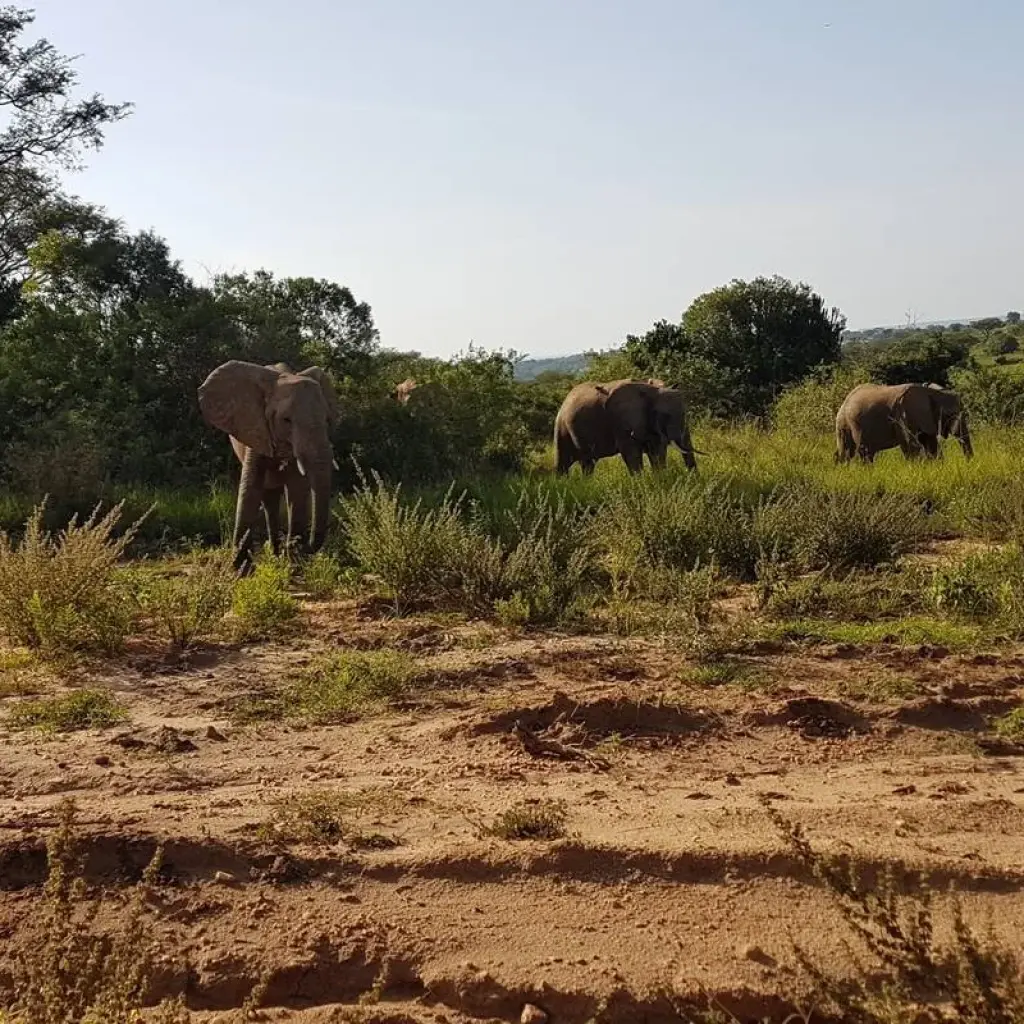 Explore 11-Day Gorillas, Chimps, and Lake Mburo Wildlife Safari for 11 days with Bamboo Ecotours and discover unforgettable experiences - Photo 2
