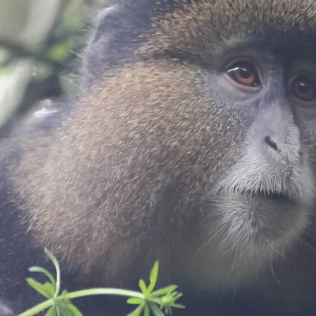 Explore 4-Day Rwanda Gorillas and Golden Monkey Trek for 4 days with Bamboo Ecotours and discover unforgettable experiences - Photo 2