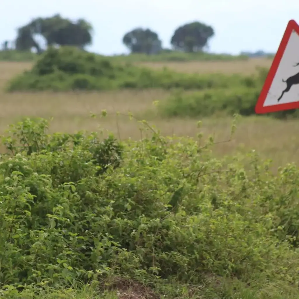 Explore 7-Day Rwanda Gorillas, Wildlife & Chimp Trekking Safari for 7 days with Bamboo Ecotours and discover unforgettable experiences - Photo 2