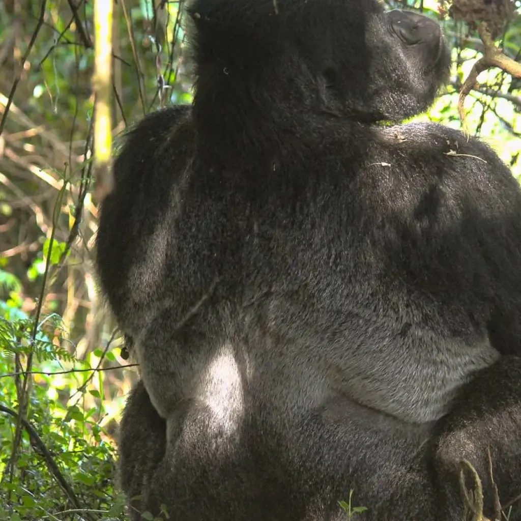 Explore 2-Day Rwanda Gorilla Trekking Budget Safari for 2 days with Bamboo Ecotours and discover unforgettable experiences - Photo 2