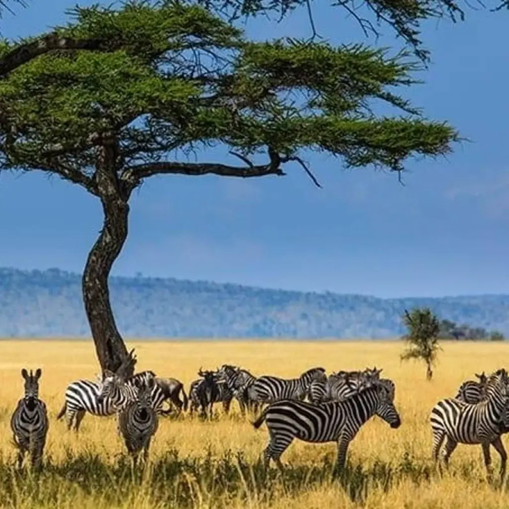 Explore Highlights of Tanzania Safari 5D/4N (Tarangire, Serengeti & Ngorongoro) for 5 days with Bamba Travel and discover unforgettable experiences - Photo 2
