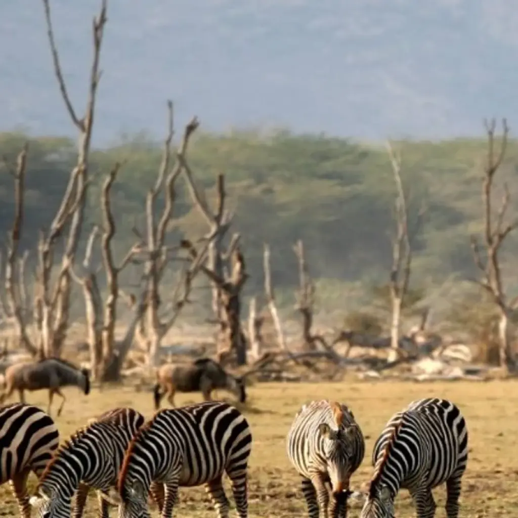 Explore Highlights of Tanzania Safari 6D/5N (Tarangire, Serengeti & Ngorongoro) for 6 days with Bamba Travel and discover unforgettable experiences - Photo 2