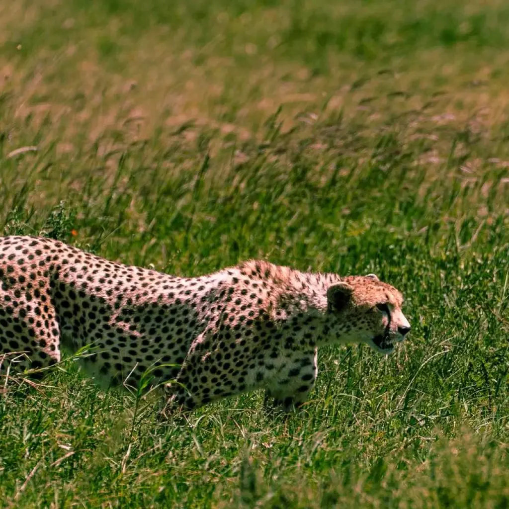 Explore From Arusha 3 days Ultimate Fly-In and Drive-Back Safari, Serengeti, Ngorongoro for 3 days with Beach and Safari Holidays and discover unforgettable experiences - Photo 5