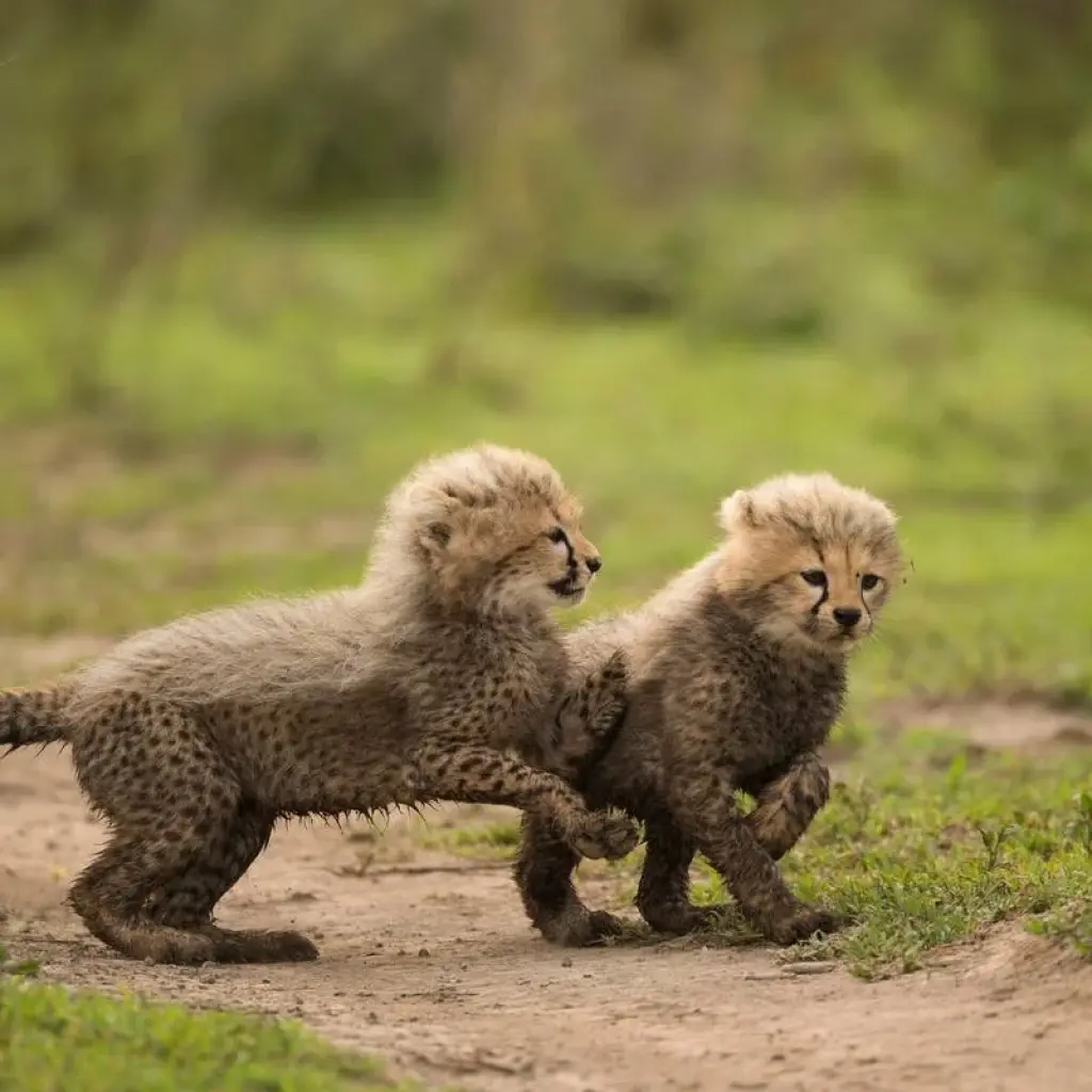 Explore From Arusha  4 days Savannah to Crater: Serengeti and Ngorongoro Safari Trip for 4 days with Beach and Safari Holidays and discover unforgettable experiences - Photo 5