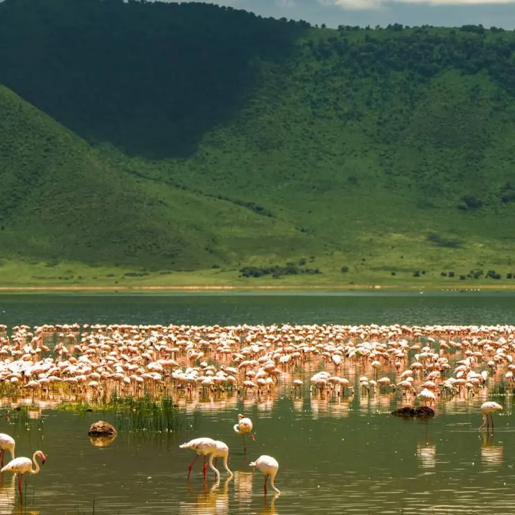 Explore From Arusha : The Ultimate Serengeti 6 Days Safari Experience, Ngorongoro, Tarangire for 6 days with Beach and Safari Holidays and discover unforgettable experiences - Photo 2