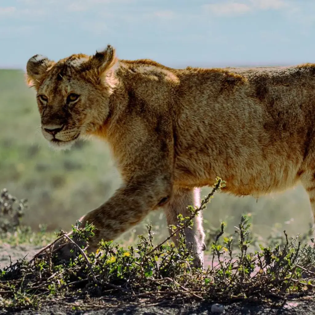 Explore From Arusha 8 days National Parks and Natural Marvels : Lake Natron/ Manyara, Pololeti Game Reserve, Serengeti Safari Trip for 8 days with Beach and Safari Holidays and discover unforgettable experiences - Photo 7