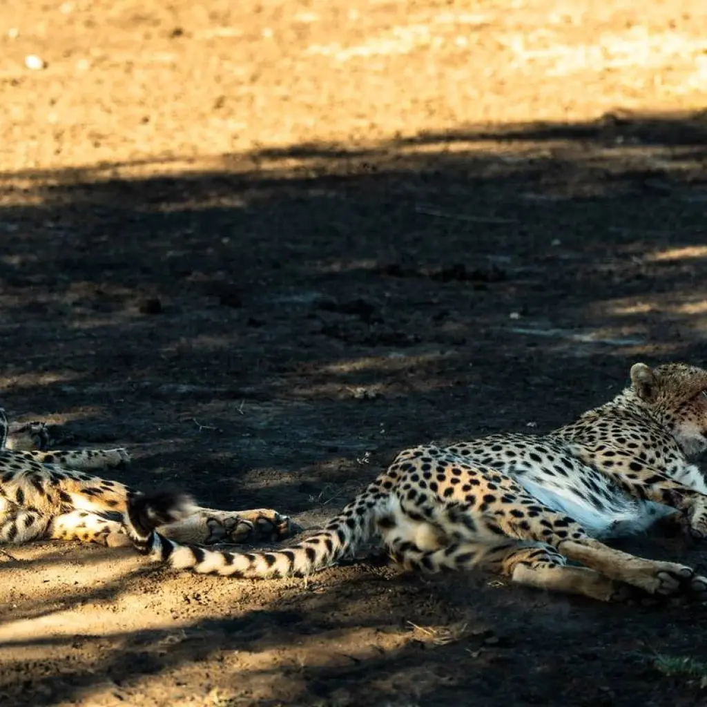Explore From Arusha 13 days Migration Special & Tanzania Northern Circuit : Lake Manyara, Tarangire, Serengeti Safari Trip for 13 days with Beach and Safari Holidays and discover unforgettable experiences - Photo 2