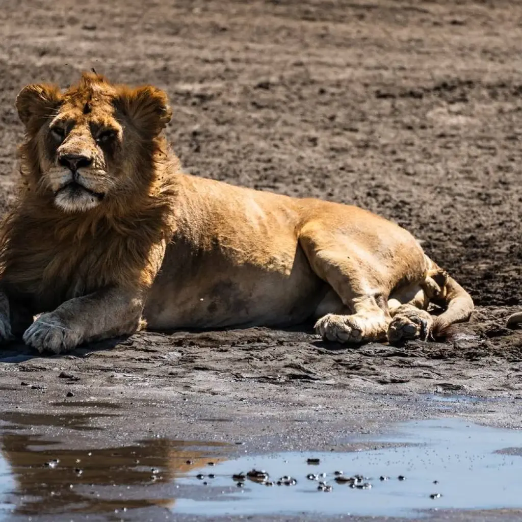 Explore From Arusha: 11 Days famous Serengeti Inside out safari for 11 days with Beach and Safari Holidays and discover unforgettable experiences - Photo 8