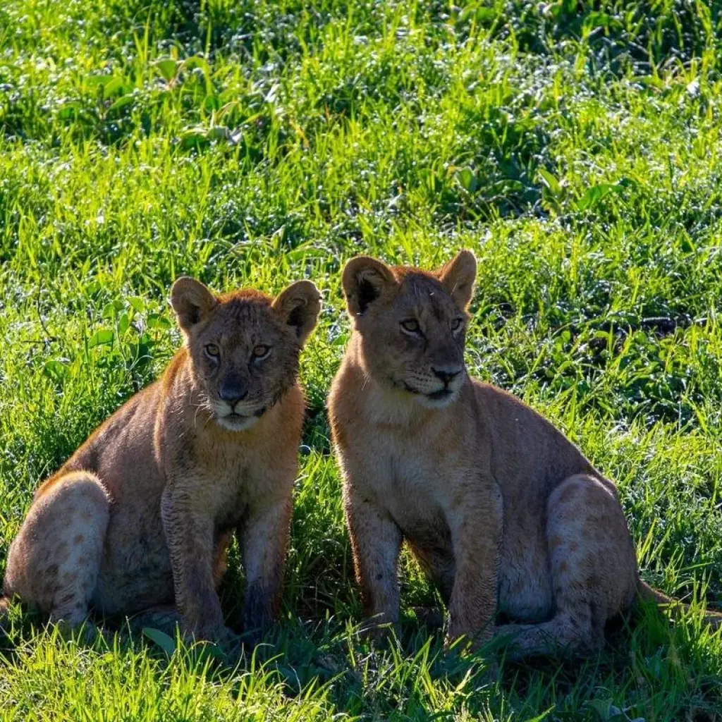 Explore From Zanzibar to Serengeti, Ngorongoro 8 days Safari wildlife experience for 8 days with Beach and Safari Holidays and discover unforgettable experiences - Photo 4