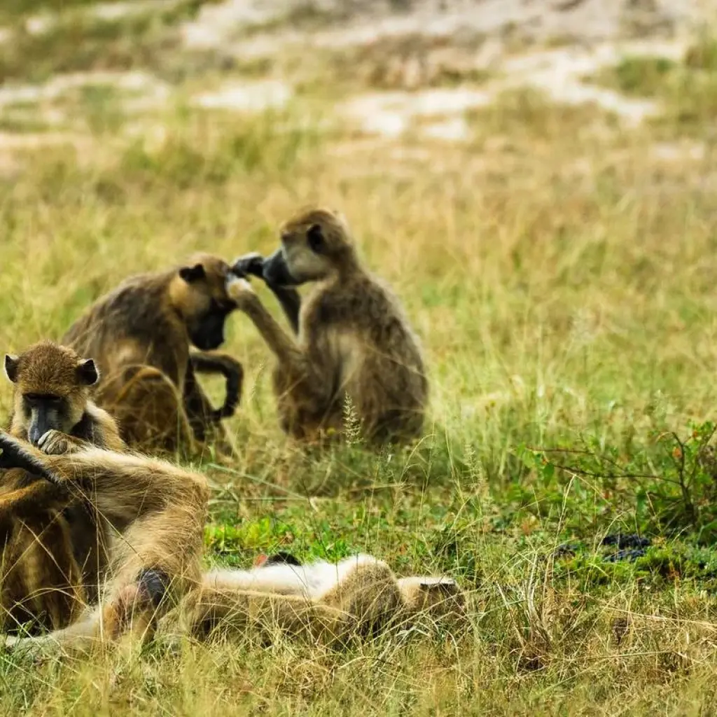 Explore From Zanzibar Selous Safari Trip 2 Full-Day Safari Game Drive for 3 days with Beach and Safari Holidays and discover unforgettable experiences - Photo 2