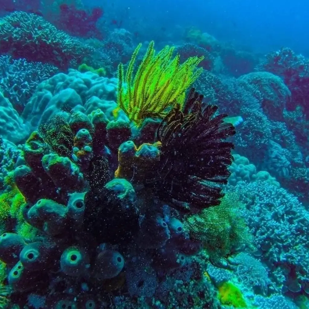 Explore Zanzibar 8 days Diving Holiday, Dive & Relaxation Getaway Trip Experience for 8 days with Beach and Safari Holidays and discover unforgettable experiences - Photo 5