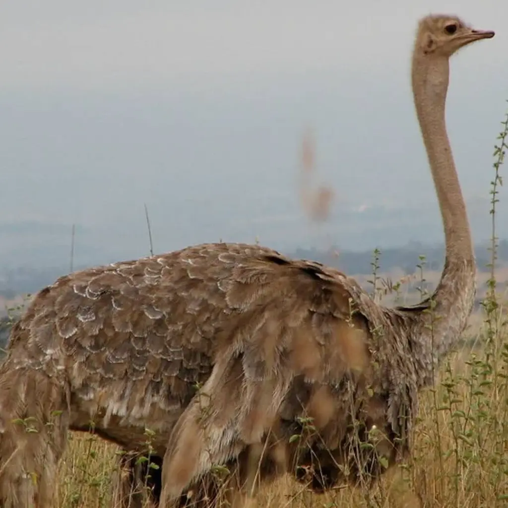 Explore CITY EXCURSION for 1 days with Bencia Africa Adventure and Safaris and discover unforgettable experiences - Photo 2