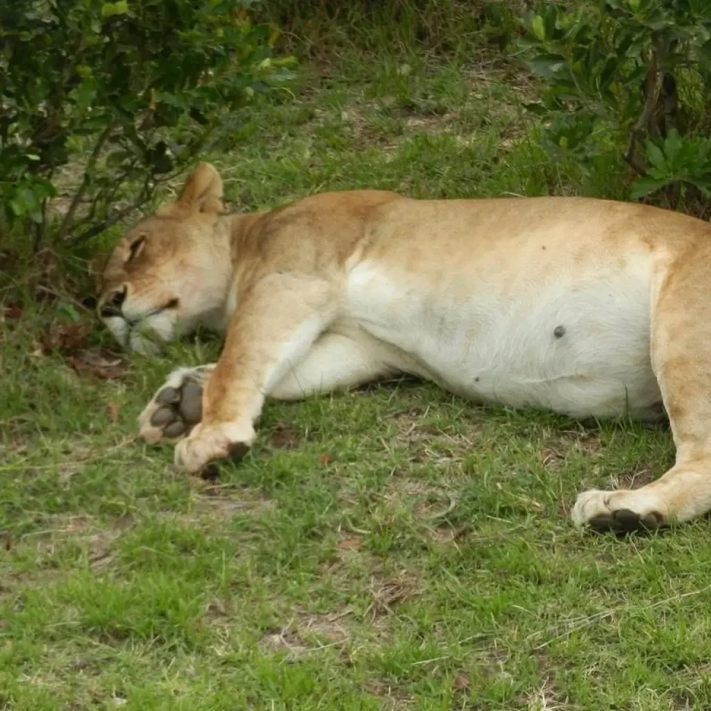 Explore 3 Day Masai Mara Wildlife Safari Adventure for 3 days with Bencia Africa Adventure and Safaris and discover unforgettable experiences - Photo 2
