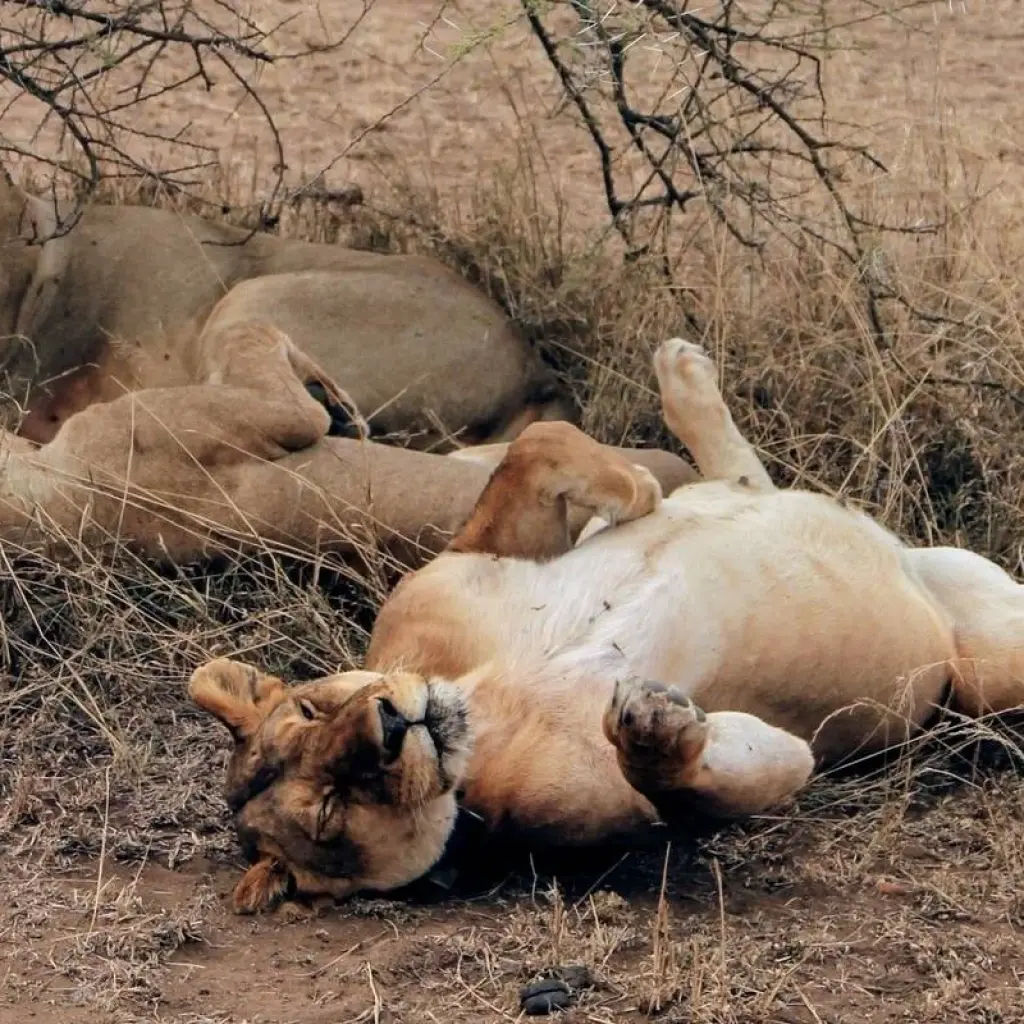 Explore 5 Days Amboseli, Tsavo East & Tsavo West Coastal Safari for 5 days with Bencia Africa Adventure and Safaris and discover unforgettable experiences - Photo 2