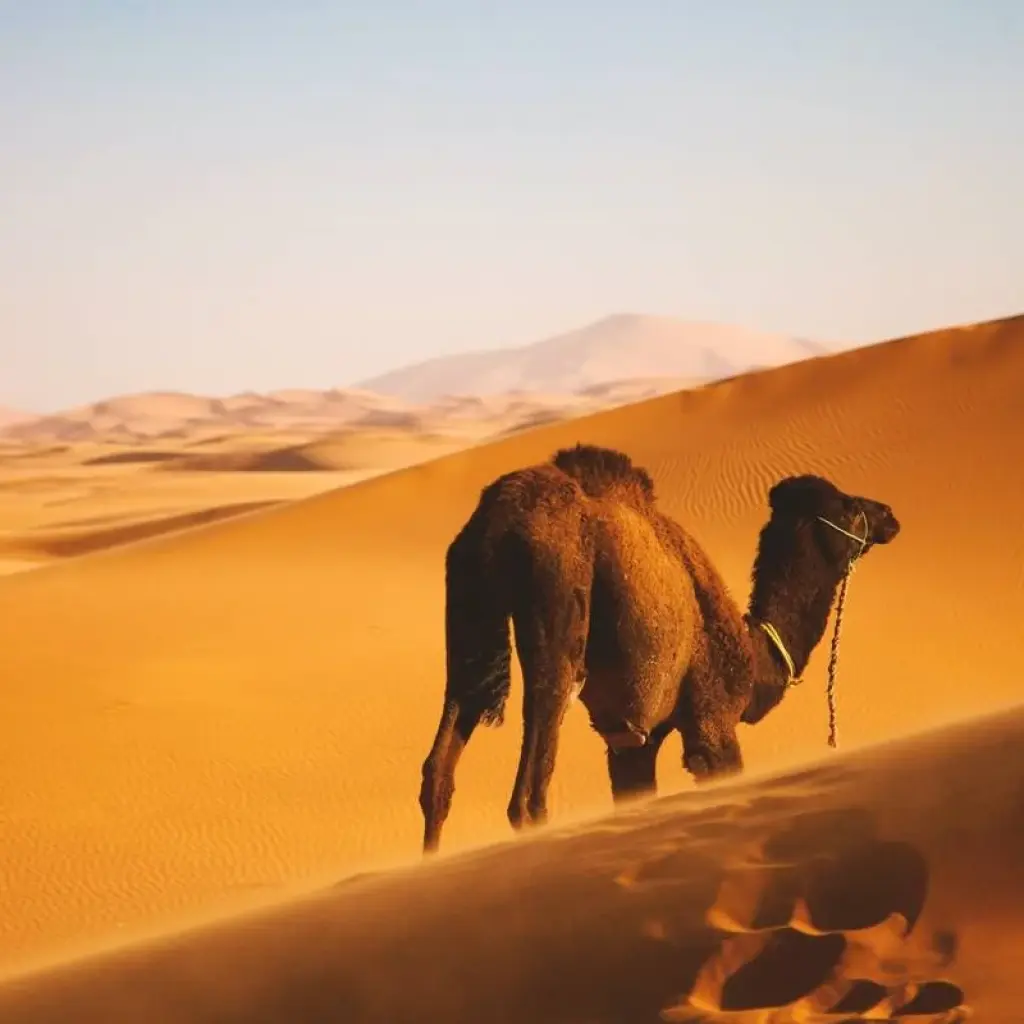 Explore Six days Sahara adventure Starts from Ouarzazate, Ends in Marrakech. for 6 days with Best Tours Morocco and discover unforgettable experiences - Photo 2