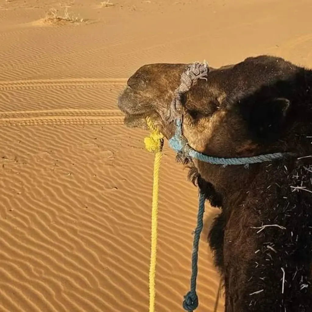 Explore 4-Day Sahara Adventure from Ouarzazate for 4 days with Best Tours Morocco and discover unforgettable experiences - Photo 2