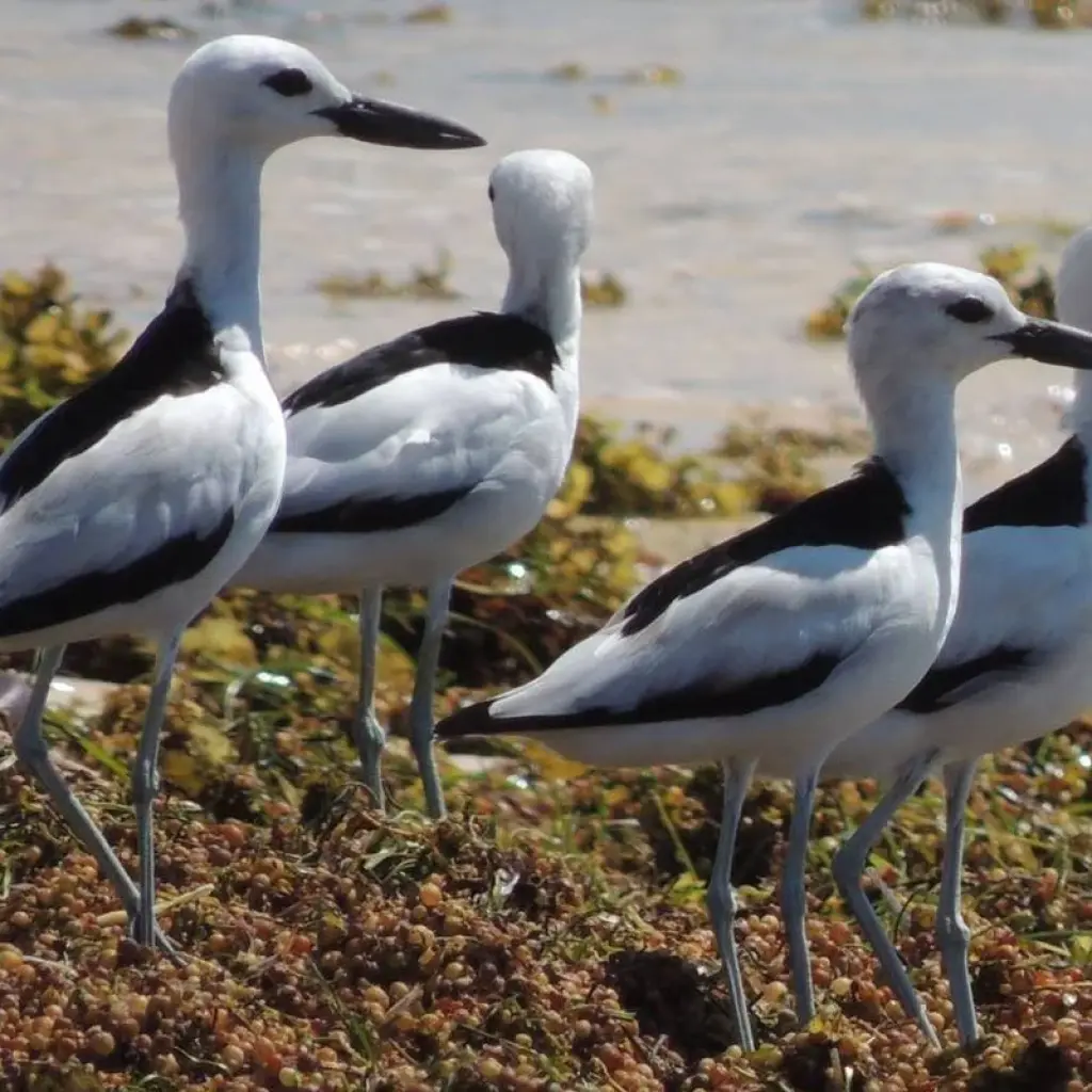 Explore Southern escapes: National Parks and Anakao’s coastal charm for 11 days with Bio D Island LLC and discover unforgettable experiences - Photo 2