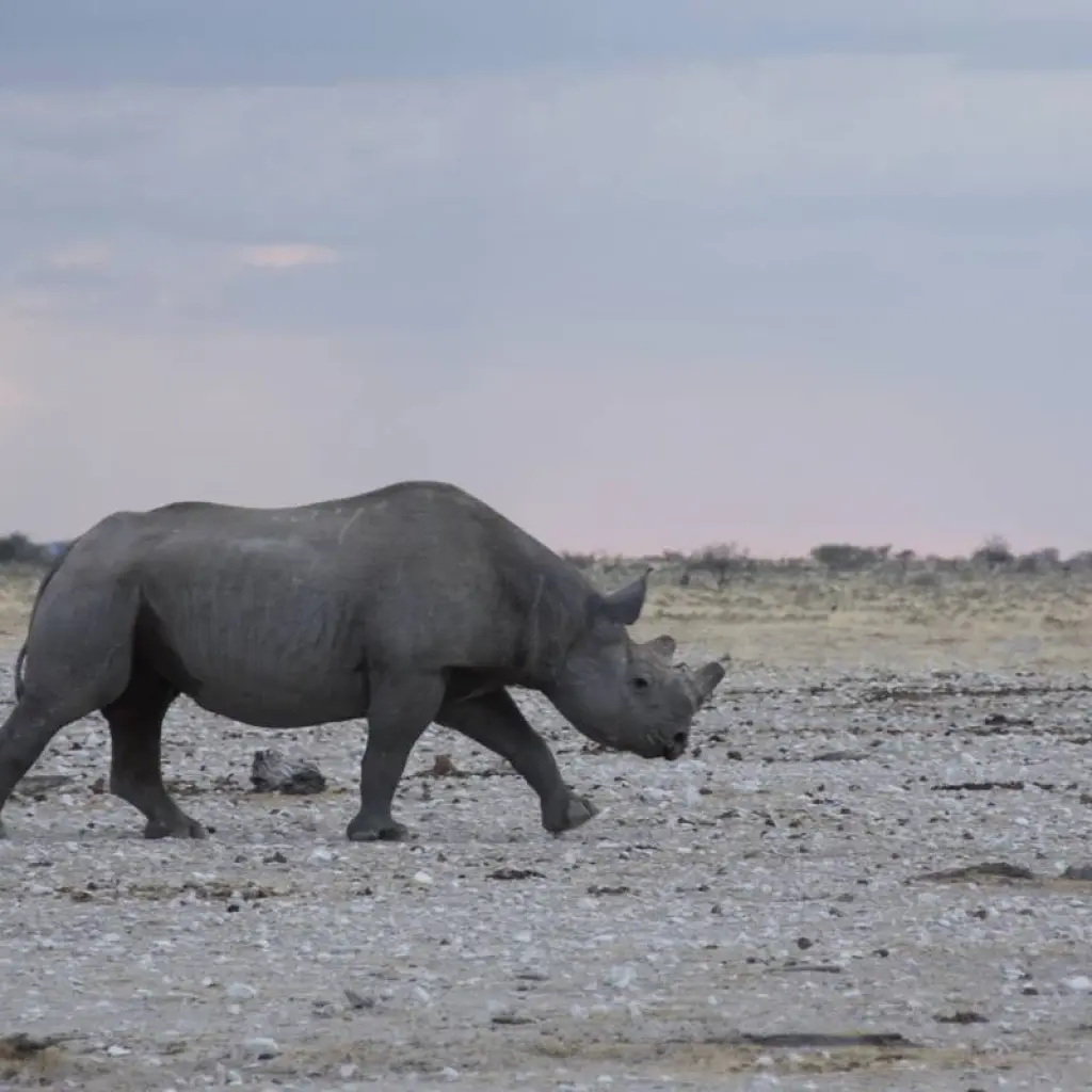 Explore 11 Days Namibia Experience Accommodated Tour for 11 days with Bluecrane Safaris Namibia and discover unforgettable experiences - Photo 2