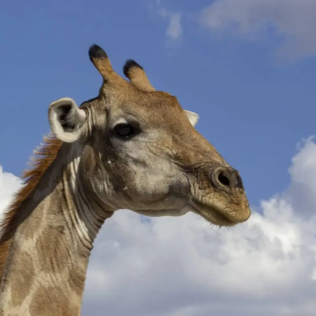 Explore 10 Days Northern Namibia, Damaraland, Coast & Sossusvlei Camping Safari for 10 days with Bluecrane Safaris Namibia and discover unforgettable experiences - Photo 2
