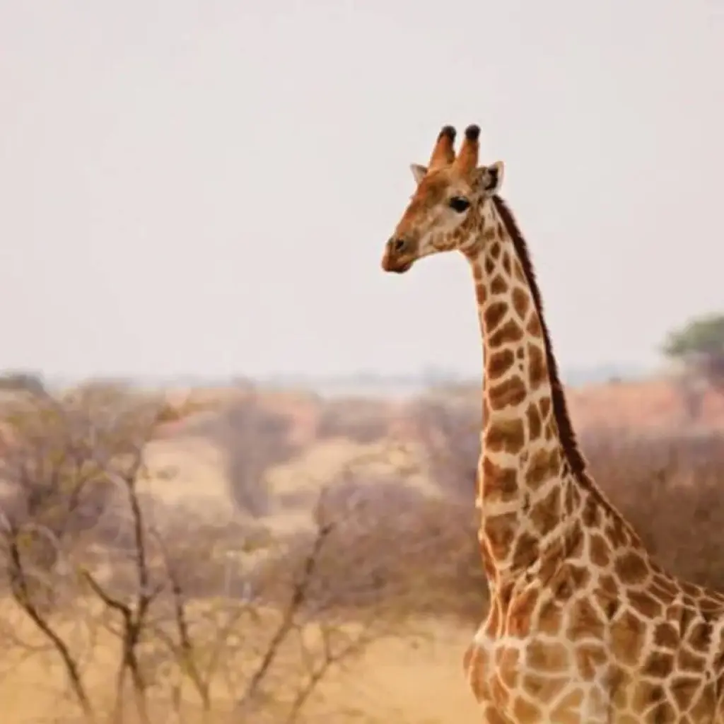 Explore Affordable 7-Day Kenya Budget Luxury Adventure Safari - (With a Free Expert Wildlife Guide) for 7 days with Bonvoyage Kenya Safaris and discover unforgettable experiences - Photo 2