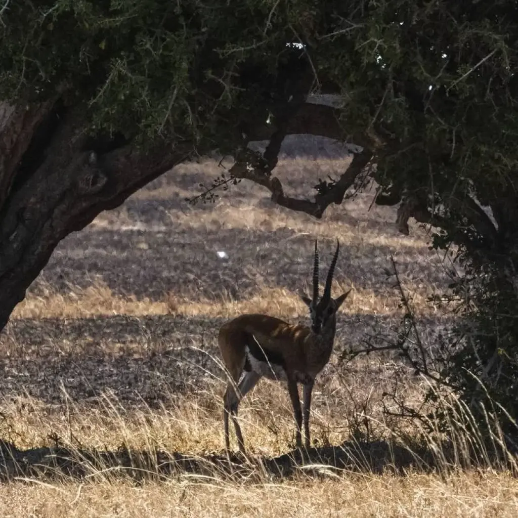 Explore 6 Days Kenya Budget Tours (with Free Night at Nairobi Hotel) for 6 days with Bonvoyage Kenya Safaris and discover unforgettable experiences - Photo 2