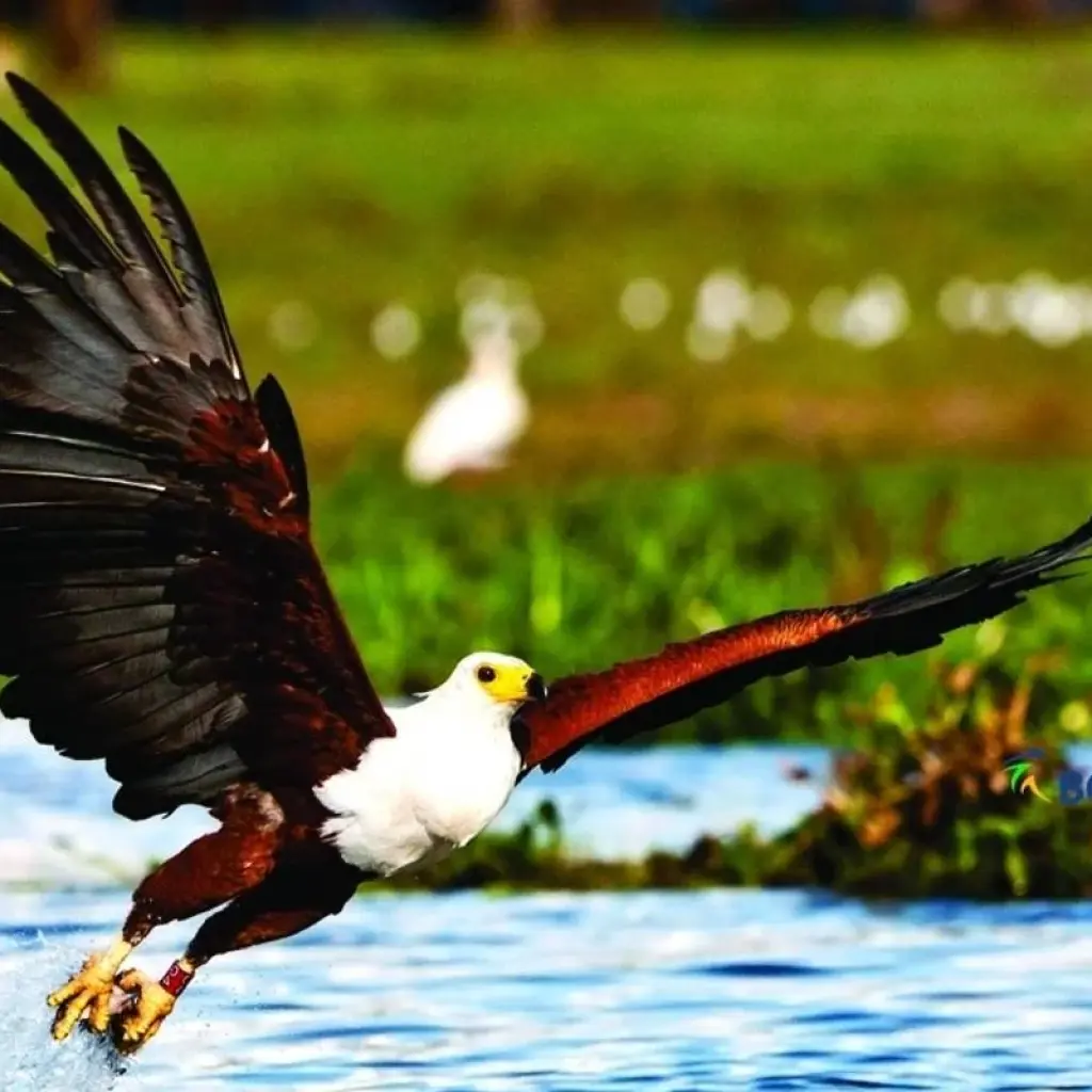 Explore Affordable 5-Day Amboseli & Masai Mara Kenya Budget Joining Tour for groups for 5 days with Bonvoyage Kenya Safaris and discover unforgettable experiences - Photo 2