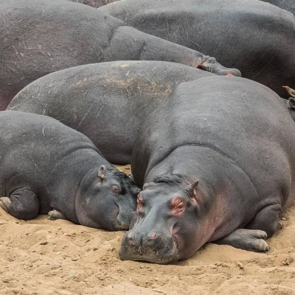 Explore 10-Day Budget Luxury Masai Mara Kenya Safari - Affordable Wildlife Trip & Beach for 10 days with Bonvoyage Kenya Safaris and discover unforgettable experiences - Photo 2