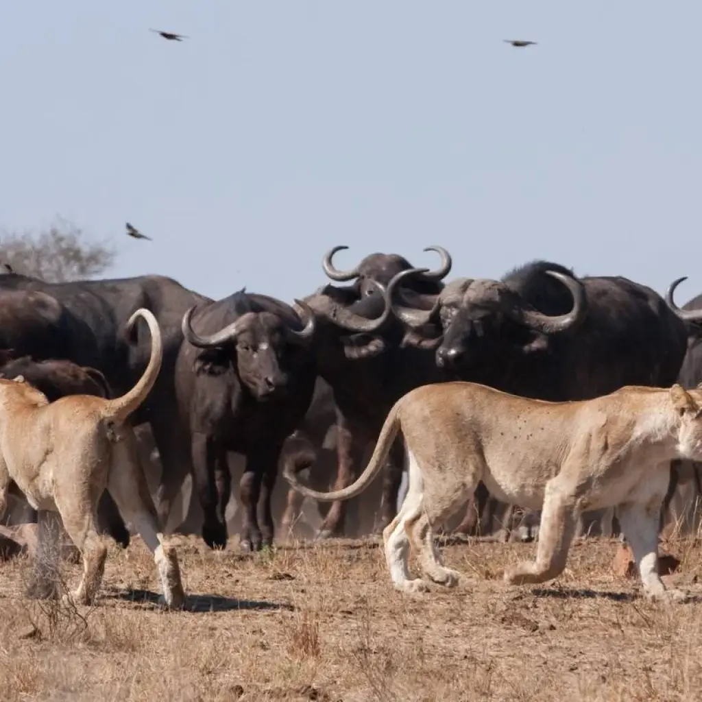 Explore South Africa to Victoria Falls 12 Day Adventure for 12 days with BrushBuck Wildlife Tours and discover unforgettable experiences - Photo 2