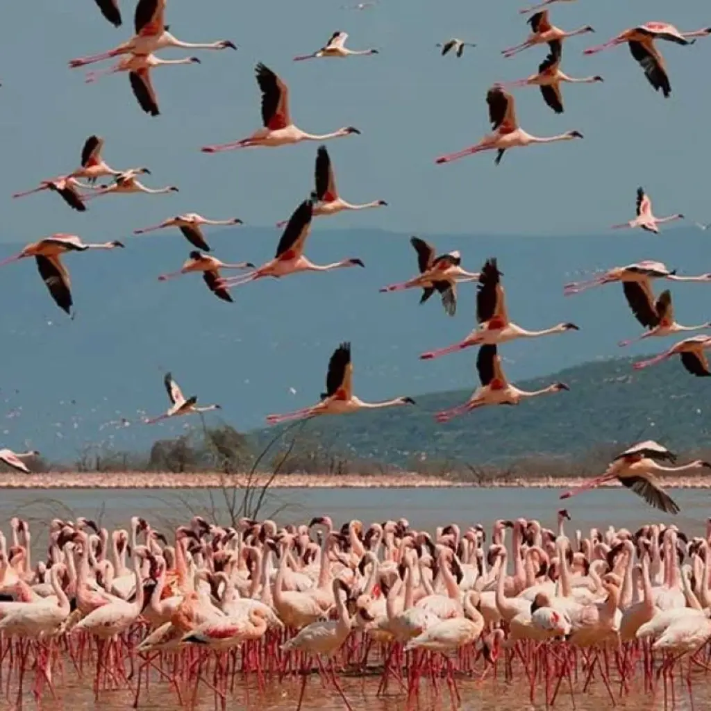 Explore Kenya & Tanzania Great Migration 12-Day  Adventure with optional Gorilla trek add-on for 12 days with BrushBuck Wildlife Tours and discover unforgettable experiences - Photo 2